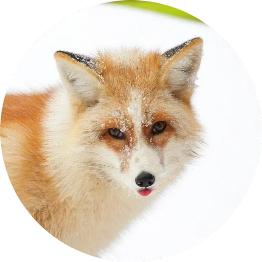 renard, fox fox, renard rouge, fox mord, renard rouge