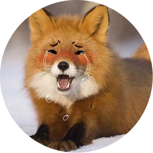 fox, fox, fox fox, red fox, the fox is cunning