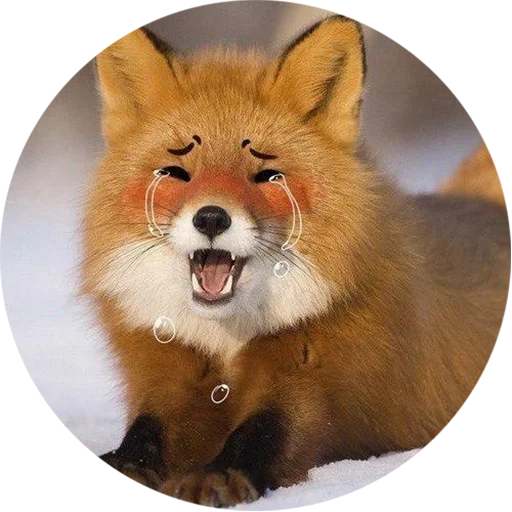 renard, renard, fox fox, renard rouge, le renard est rusé