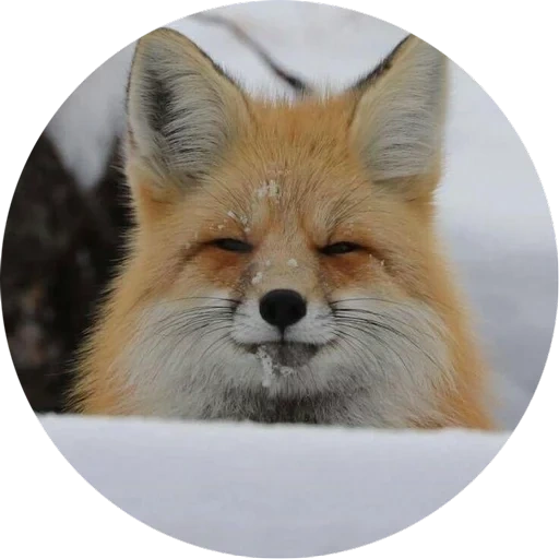 fox, fox fox, fox fox, the fox is cunning, the fox is satisfied