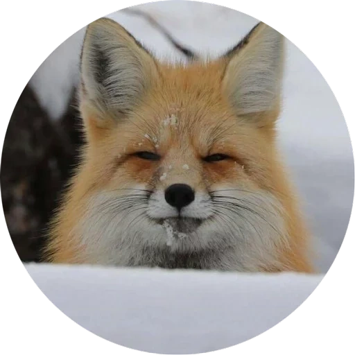 renard, fox fox, fox fox, le renard est rusé, le renard est satisfait