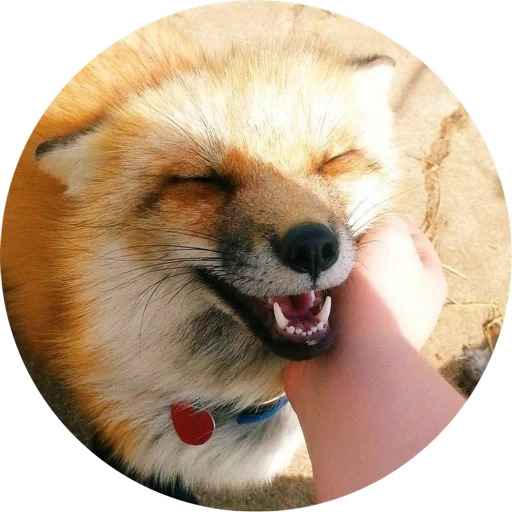 fox, fox, fox fox, the face of the fox, a frenzied fox