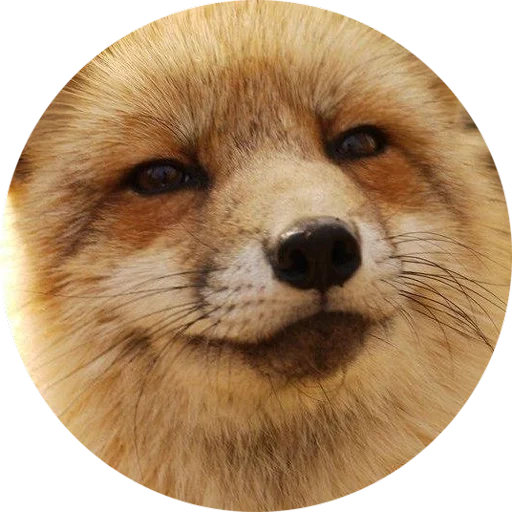 fox, fox, o chamado da raposa, fox, raposa de rosto