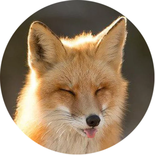 fox, fox fox, fox fox, the fox is cunning, a cunning fox