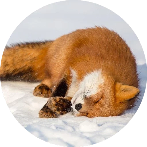 la volpe, fox fox, la volpe rossa, fox fox, fox fyr fyr
