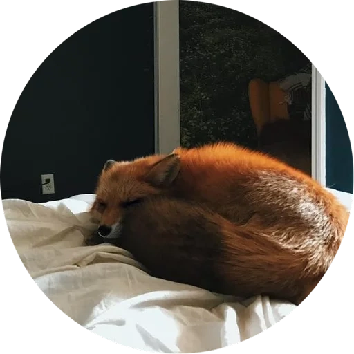 cat, fox, animals, fox fox, red fox
