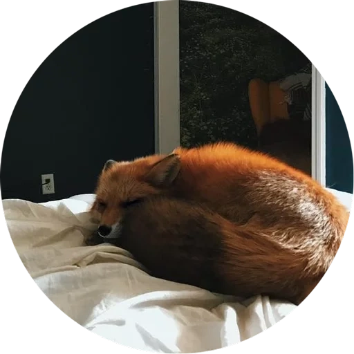 gatto, la volpe, gli animali, fox fox, fox rosso