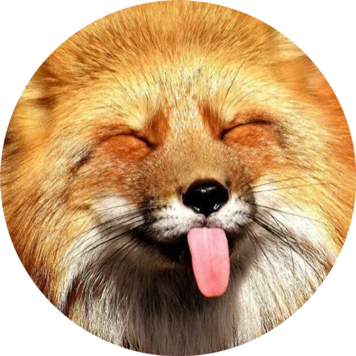 fox, fox fox, raposa vermelha, fox, a raposa é muito embaraçosa