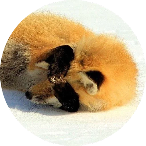 fox, fox, fox fox, fox paw, princess tarakanova