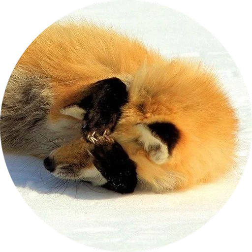 fuchs, fuchs, fox fox, fox paw, prinzessin tarakanova