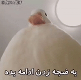 duck, human, young woman, duck bird, white duck meme