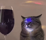 gato, gatos, el gato es de vidrio, el gato es una copa de vino, el gato stepan es vidrio