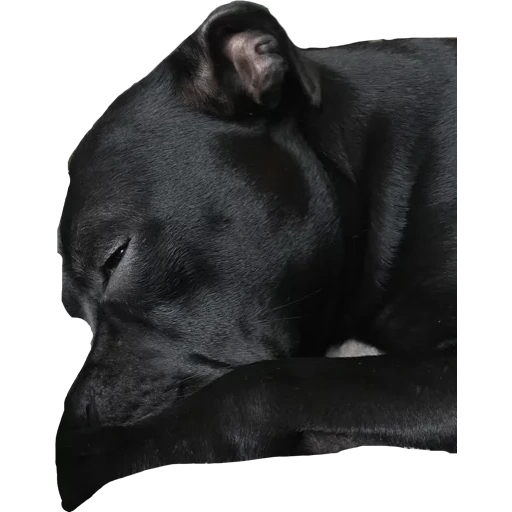 кане корсо, собака кане корсо, лабрадор ретривер черный, стаффордширский терьер черный, черный лабрадор щенок 5 месяцев