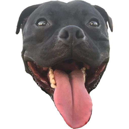 perro más grande, bulterrier del pozo negro, pit bullerer dog, bulterer de staffordshire, el bulterer de staffordshire en inglés