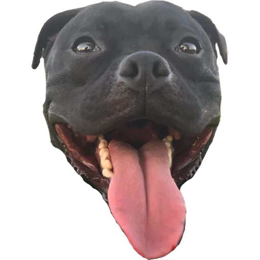 bulsterier dog, black pit bulterrier, pit bullerrer dog, staffordshire bulterer, o bulterer inglês de staffordshire