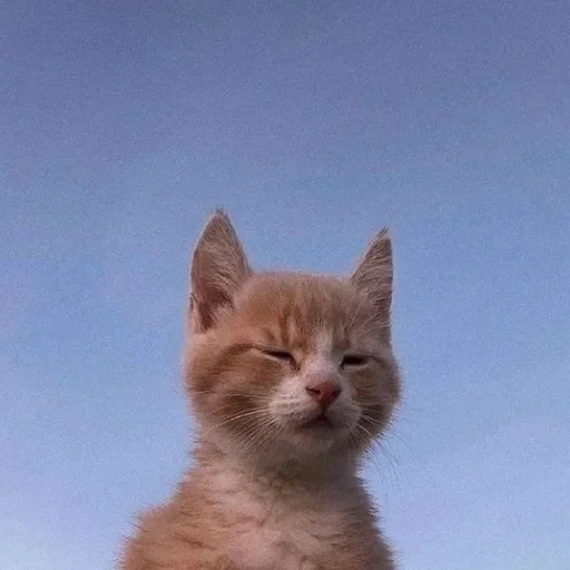 gatto, cane di mare, gatto rosso, gattino rosso, gattini affascinanti