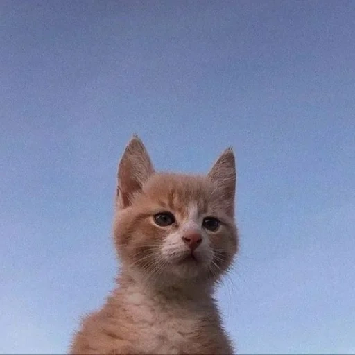 gato, selo, gatinho vermelho, cães marinhos são ridículos, gatinho encantador