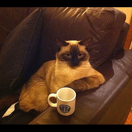 кот, кошки, кофе кот, коты кофе, кофе мем котом