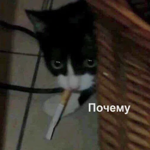 chat, chat eu esei, le chat est une siga, chats drôles, chats avec une cigarette