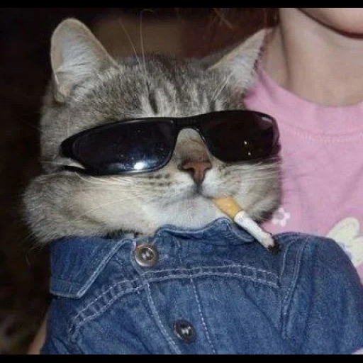 cat, the cat is a cigar, dark glasses cat