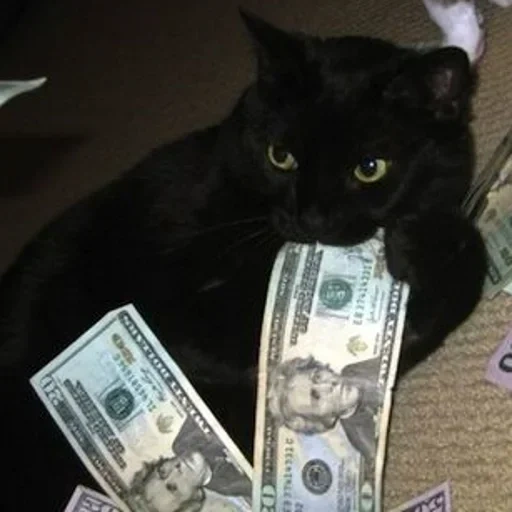 chat, chats, chats, argent du chat, cat blacki millionnaire