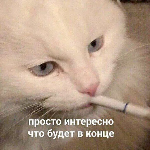 кошка, кот сигаретой, кот сигаретой мем, интересно мем кот, белый кот сигаретой