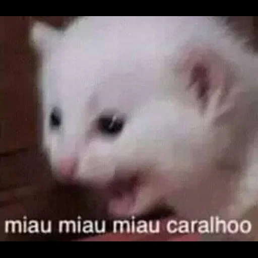 gato com cabeça, gatinho branco, cat fofinho, gatos fofos são engraçados, gatinho encantador