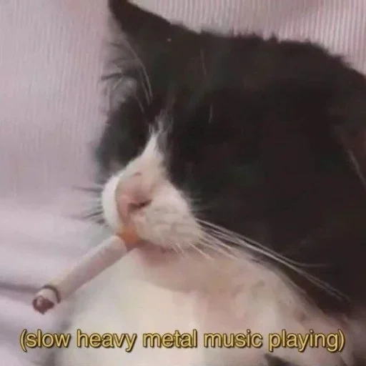 chat fumé, le chat est une cigarette, kitik avec une cigarette, la cigarette de meme chat, le chat avec des dents de cigarette