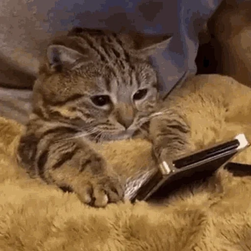 le chat est un téléphone, chats qui pleurent, chat triste, un téléphone de chat, le chat pleure avec un téléphone