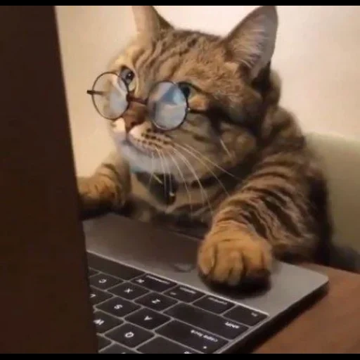 der kater, clevere katze, hecker katze, die katzen sind lustig, die katze ist am computer
