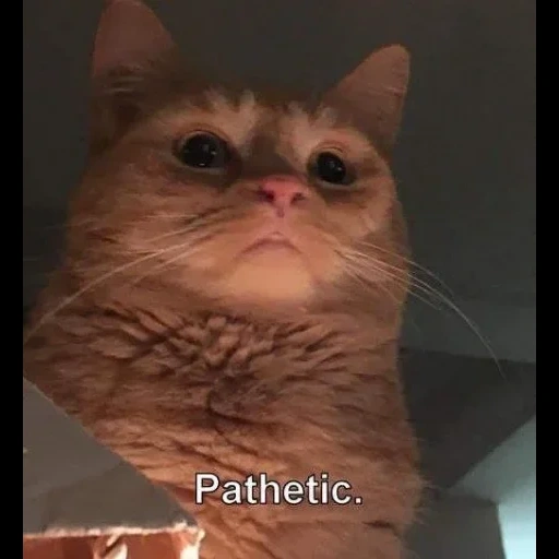 кошка, кот мем, котик мем, мемы котами, pathetic кот