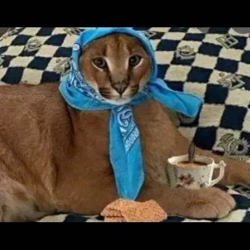 gato, um gato, bata o gato árabe, gato russo bata, autor de imagem arab cat splop