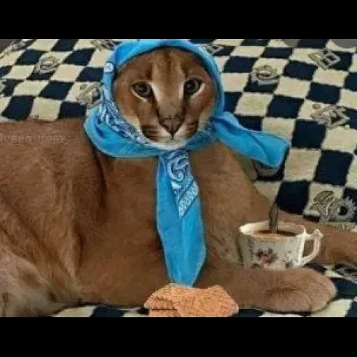 katze, katzen shlepa, shlepa arabische katze, russische katze shlepa, foto von arabischer katzen shlepa