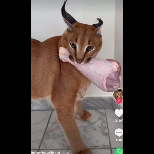 caracal, gatto che chiama, gatto urlò, chuckles, serval caracal