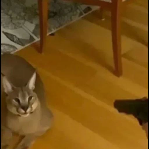 кот, кошка, котик, кошка животное, абиссинская кошка