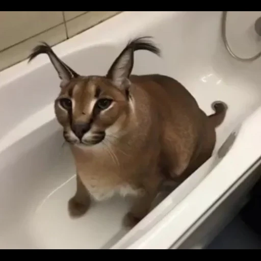 katzen shlepa, caracal shlepa, shlepa karakal, knödel von hängen, shlepa knödel