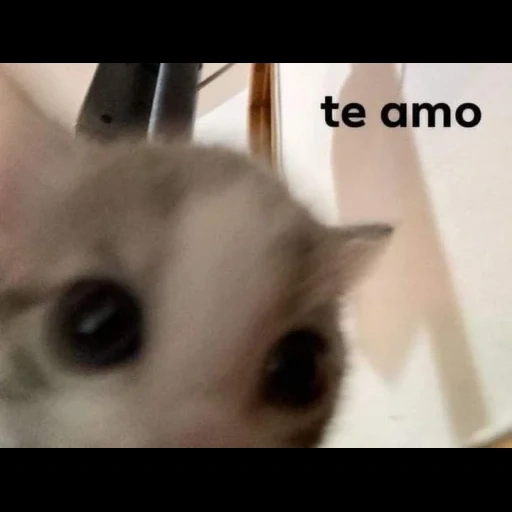 gato, motivo de gato, gato de pico, cat, modelo de gato chorando