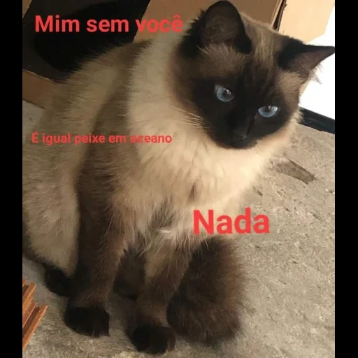 gato, gato conectado, gato tailandês, gato conectado, o gato é bom