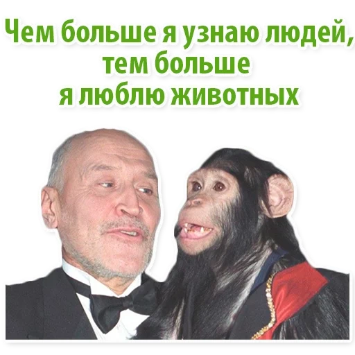 chimpanzés, no mundo dos animais, nikolai drozdov com macacos, chimpanzee, piada