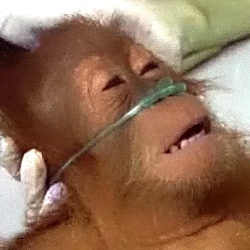 gansin, bodybuilder, mem de singe, hôpital de singe, mème de l'hôpital orang-outan