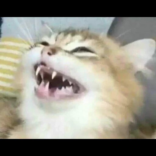 eine schreiende katze, die katzen sind lustig, die katze lacht ein meme, lustige tiere