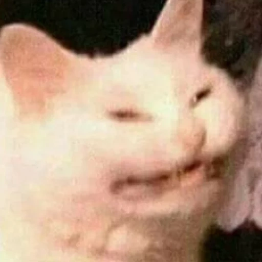 mem cat, egor letov, das gesicht der katze ist ein meme, das mem der katze mit zähnen, lieber katzenmeme
