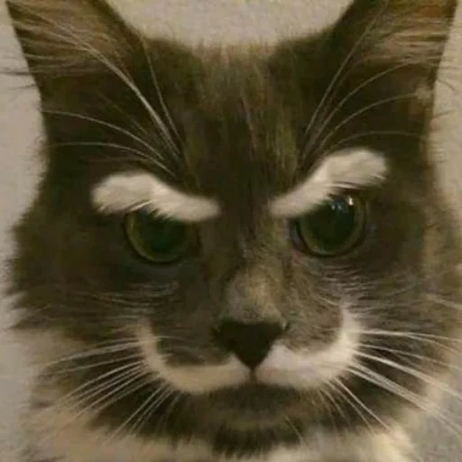 cat, cat, a moustache cat, eyebrow cat, mustache cat meme