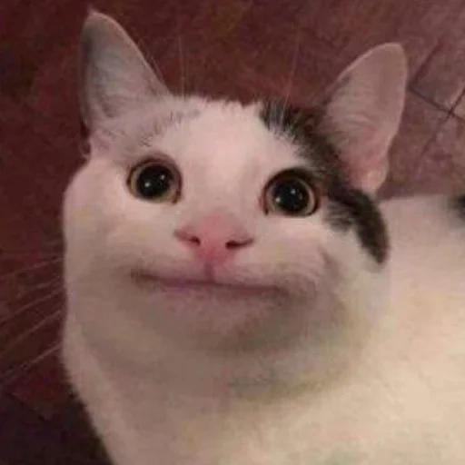 кошка, котик мем, polite cat, улыбающийся кот, улыбающийся кот мем