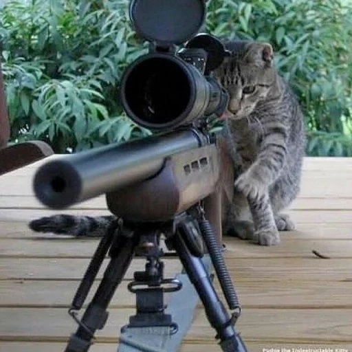 gato arma, gato francotirador, gato de rifle, sniper sniper 2020, bozal de rifle de francotirador