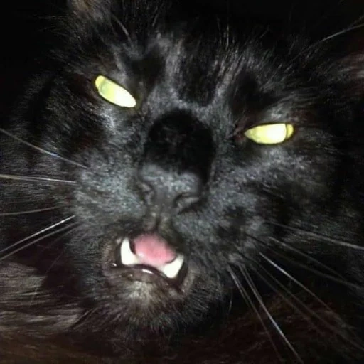 schwarzer kater, schwarze katze, eine listige schwarze katze, die mündung einer schwarzen katze, schöne böse schwarze katze