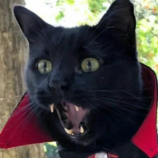 vampire de chat, chat noir, cat dracula, compter mryakula, cat de dracula