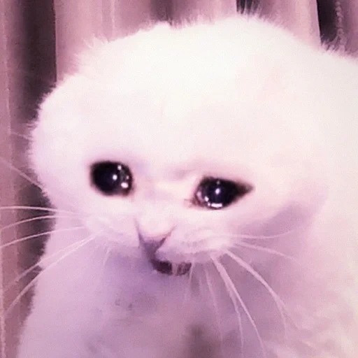 chat qui pleure, chat qui pleure, chat triste, chat qui pleure, mèmes chatons tristes