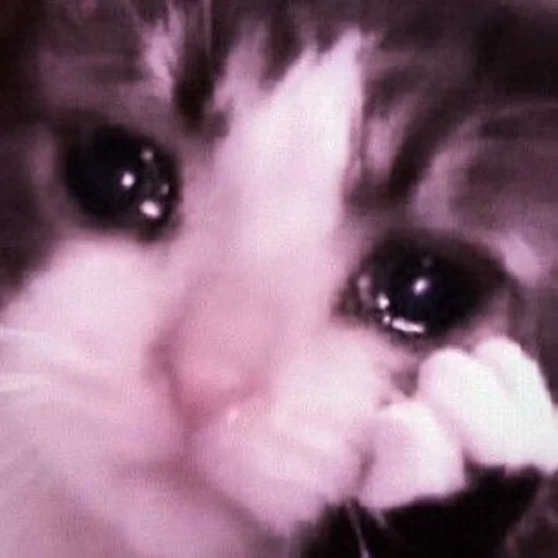 crying cat, sad cat, crying cat, sad cat meme, a weeping cat