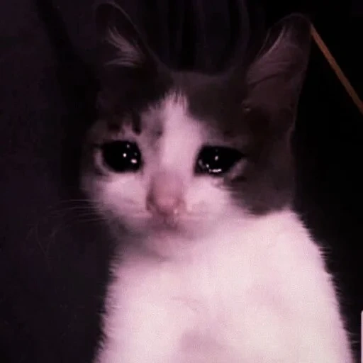 gato triste, gatos lloradores, gato llorando, el gato está triste, mete de gato triste